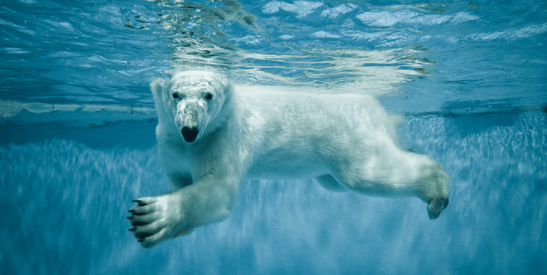 Create Your Family Bucket List for the Summer with These 5 Ideas! Polar Bear Image