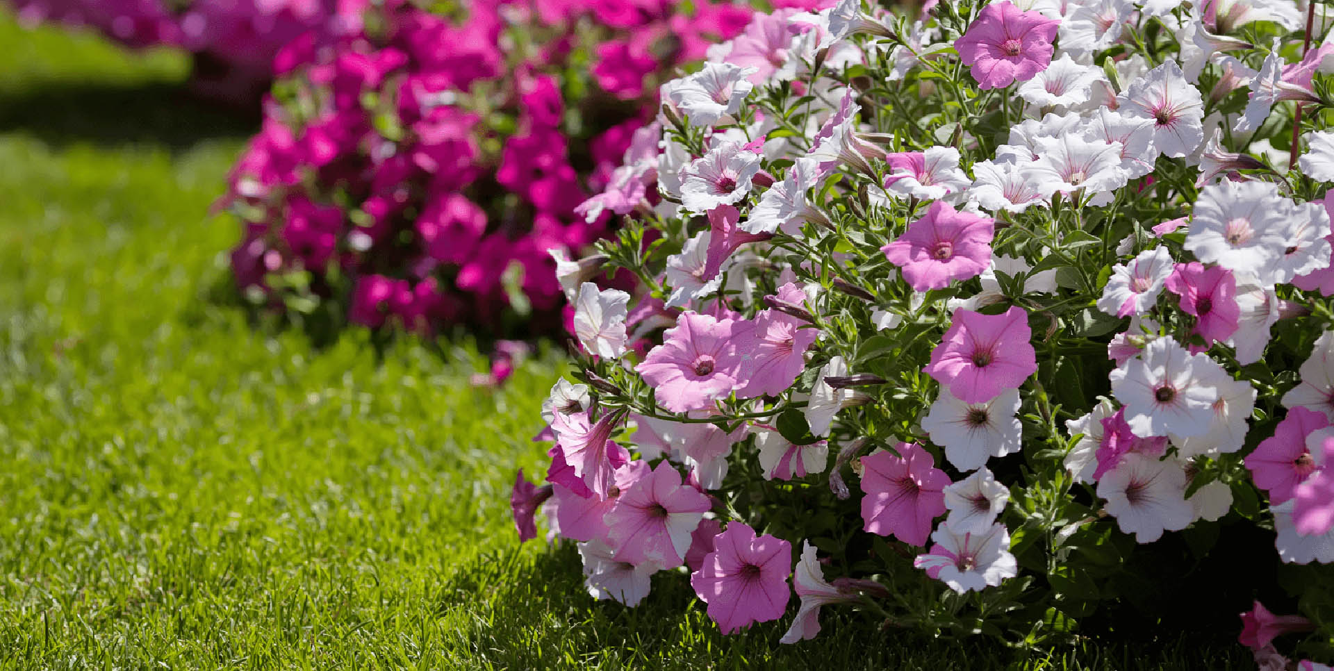 7 Gardening Tips that Work for Winnipeg Flowers Image