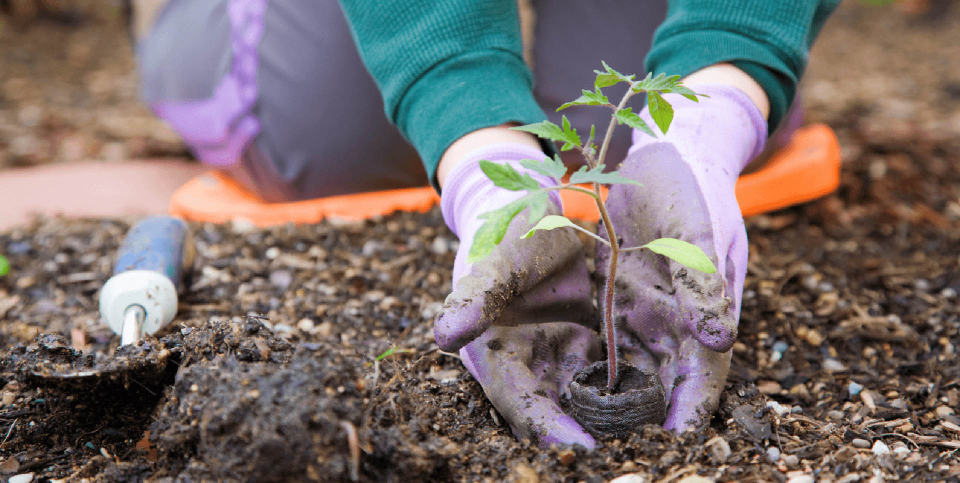 7 Gardening Tips that Work for Winnipeg Planting Image
