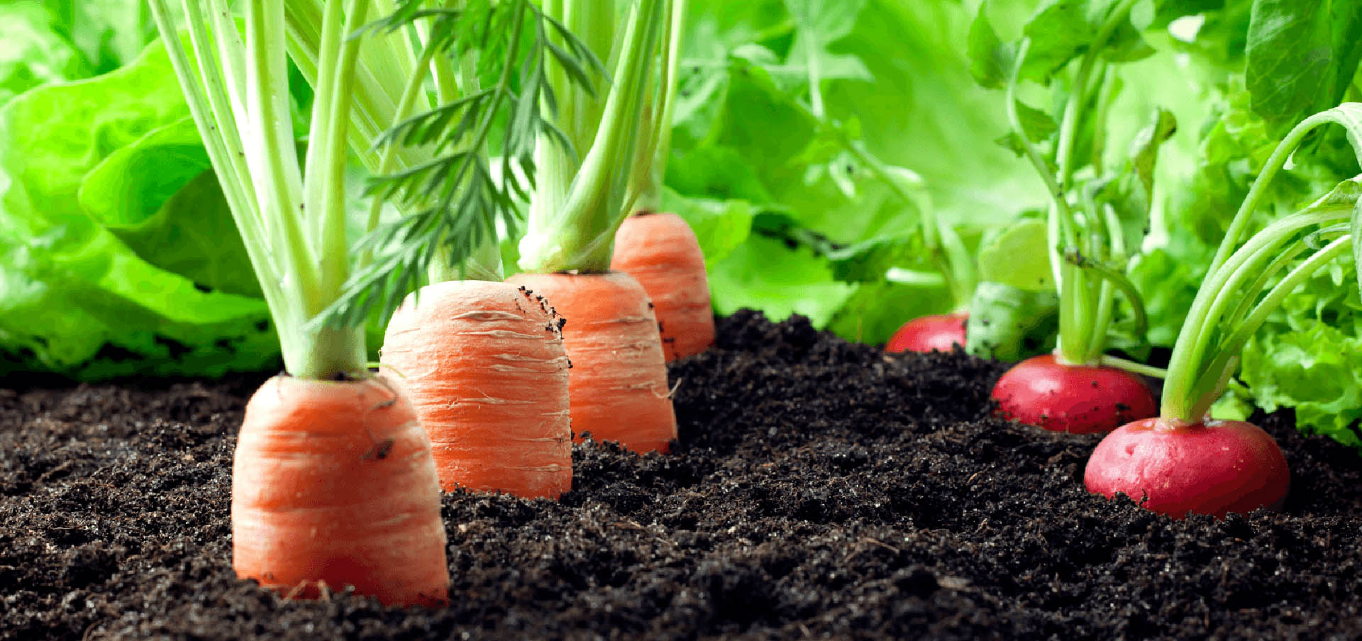 7 Gardening Tips that Work for Winnipeg Vegetables Image