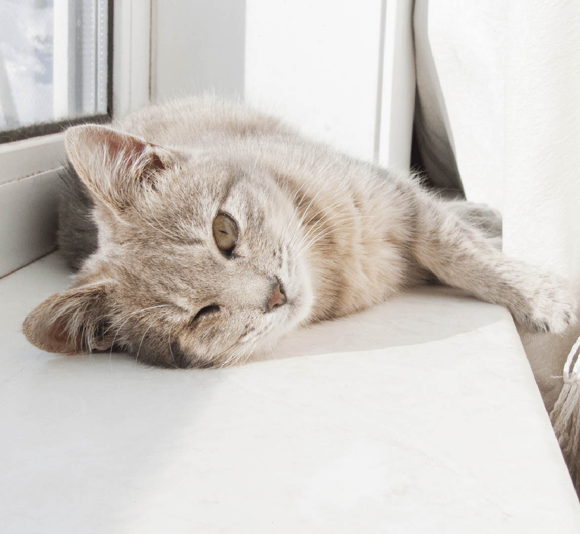 Pet-Friendly Options and Choices for a New Home Cat Image