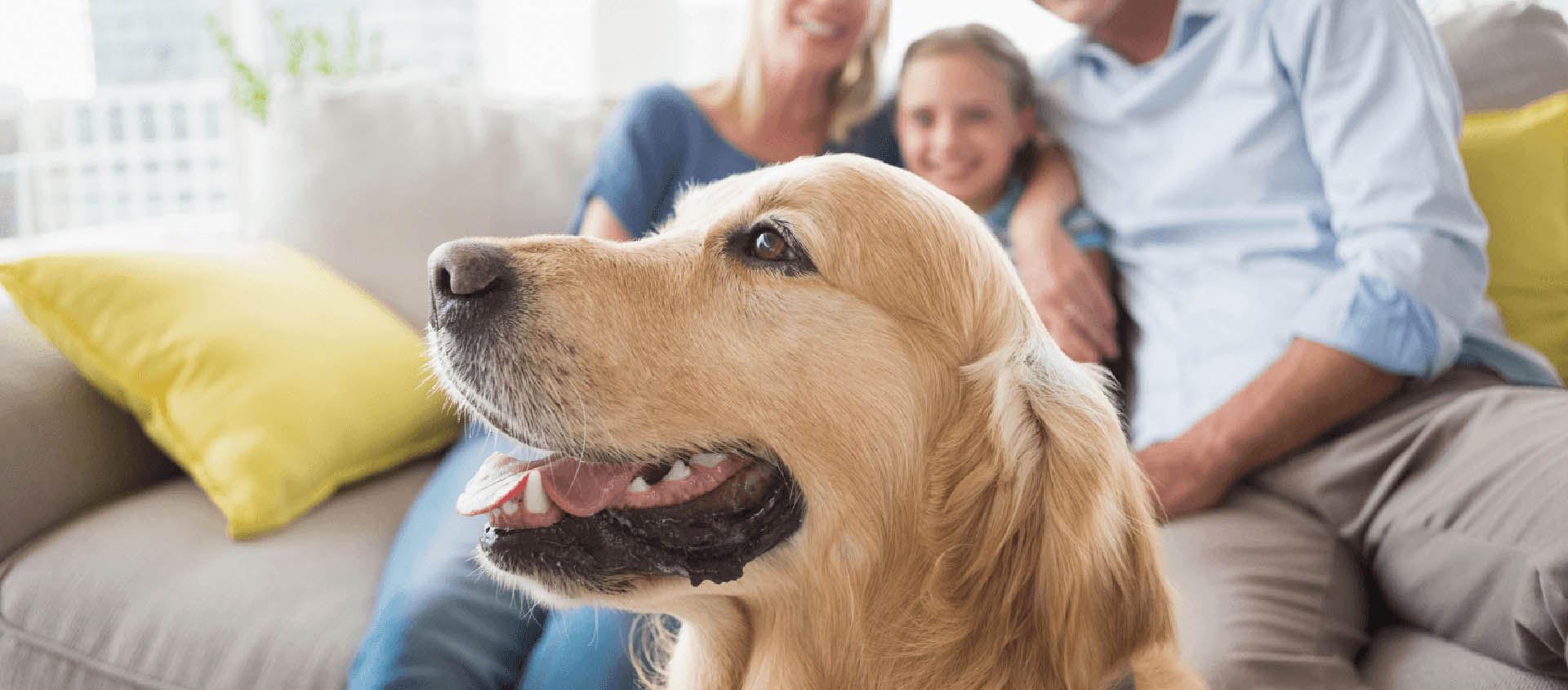 Pet-Friendly Options and Choices for a New Home Featured Image