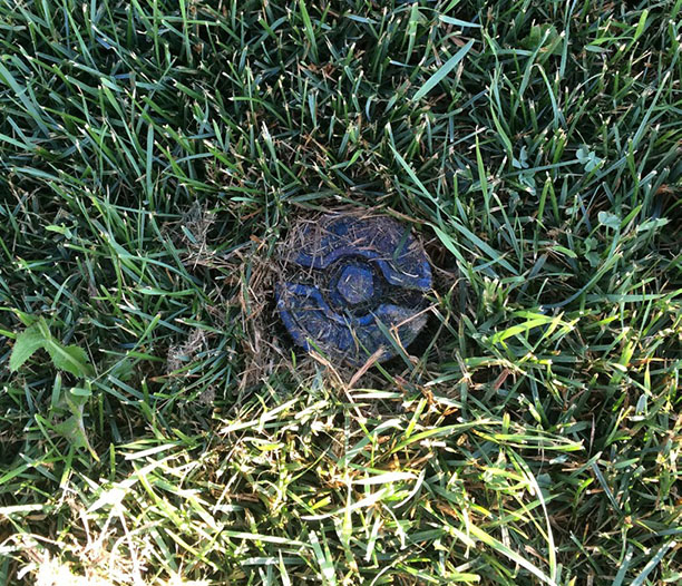 water box in lawn